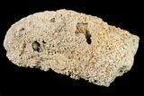 Huge! Agatized Fossil Coral Geode - Florida #188148-3